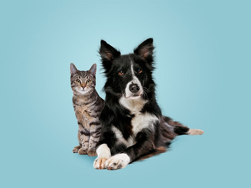 Dog and cat on blue background